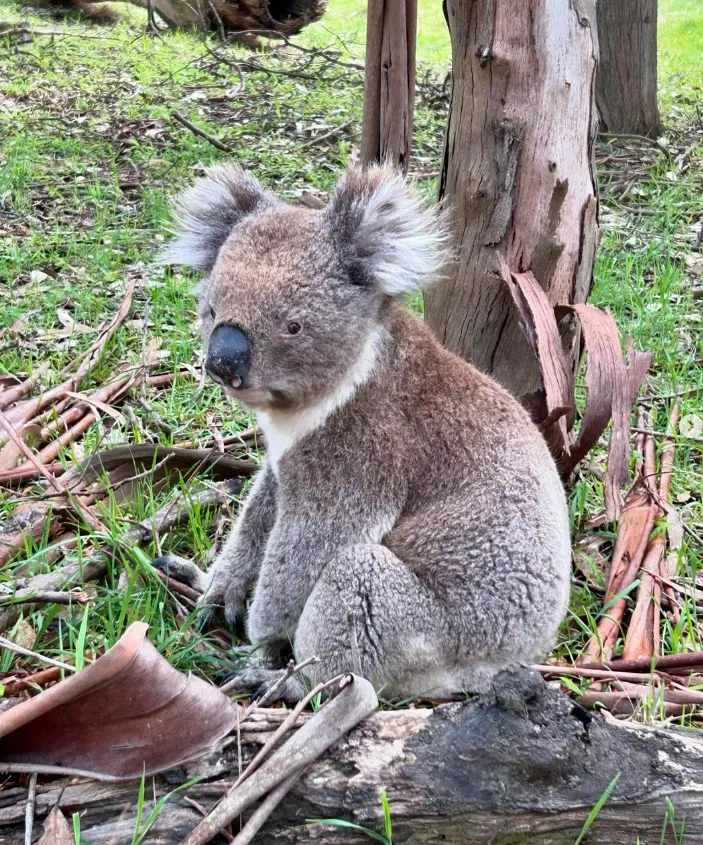 Koala Conservation