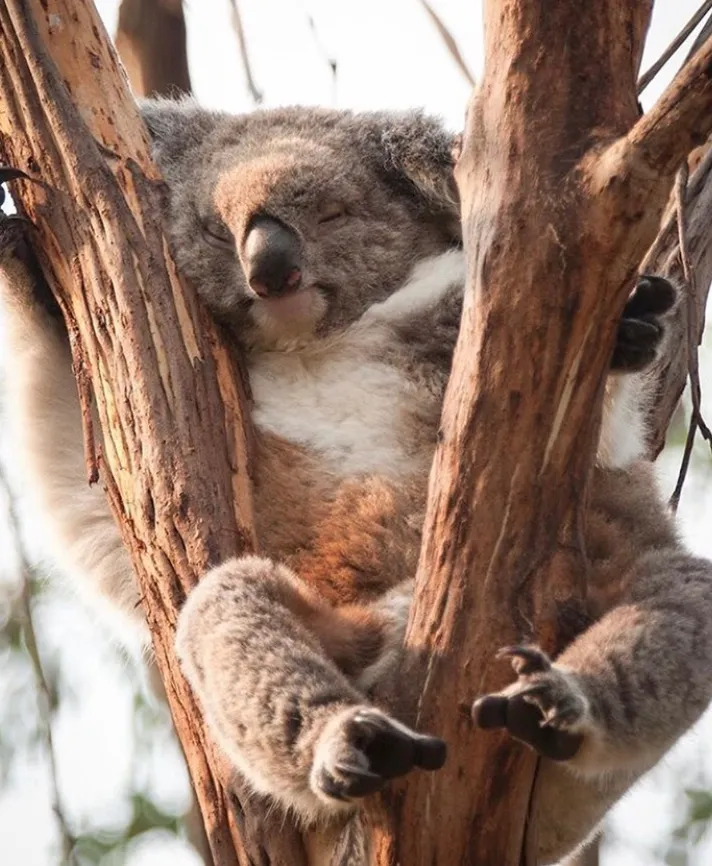 Koala Reserve