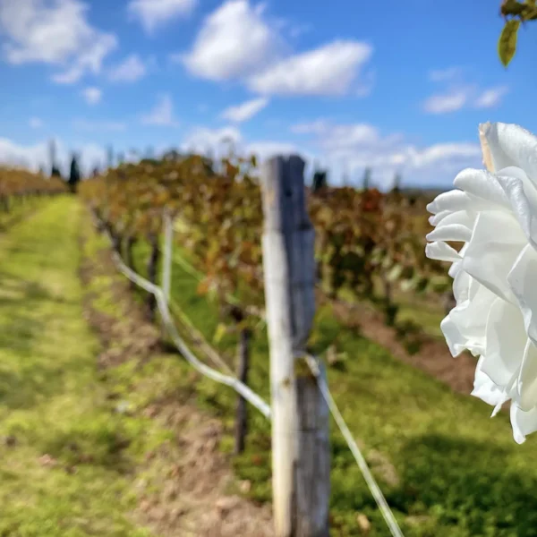 Lake's Folly Vineyard