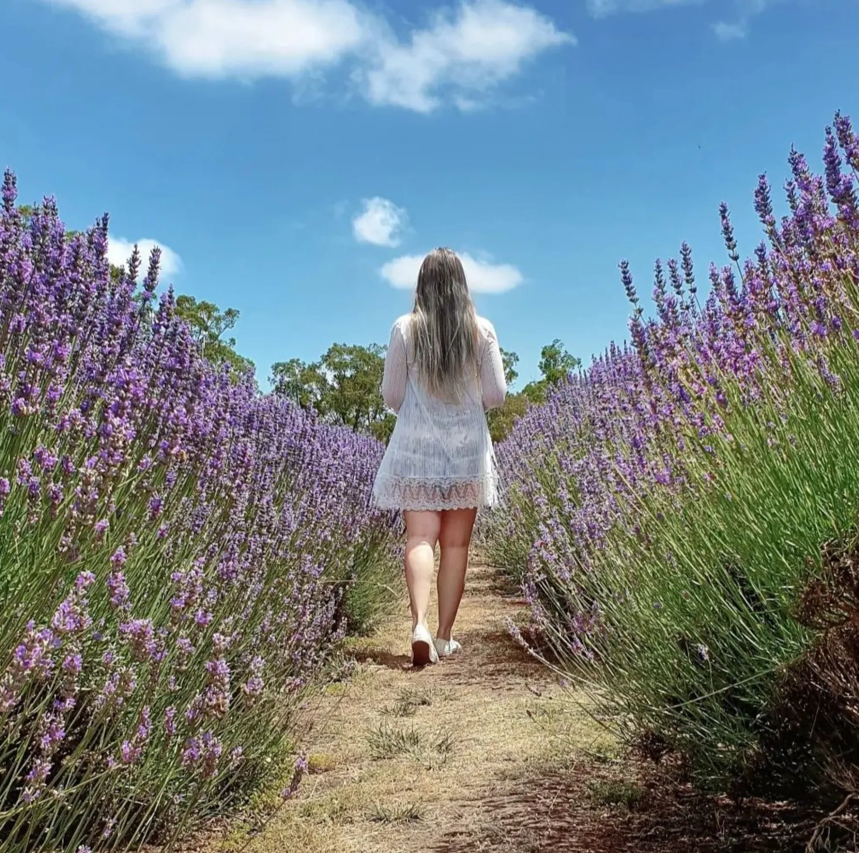 Lavender Fields