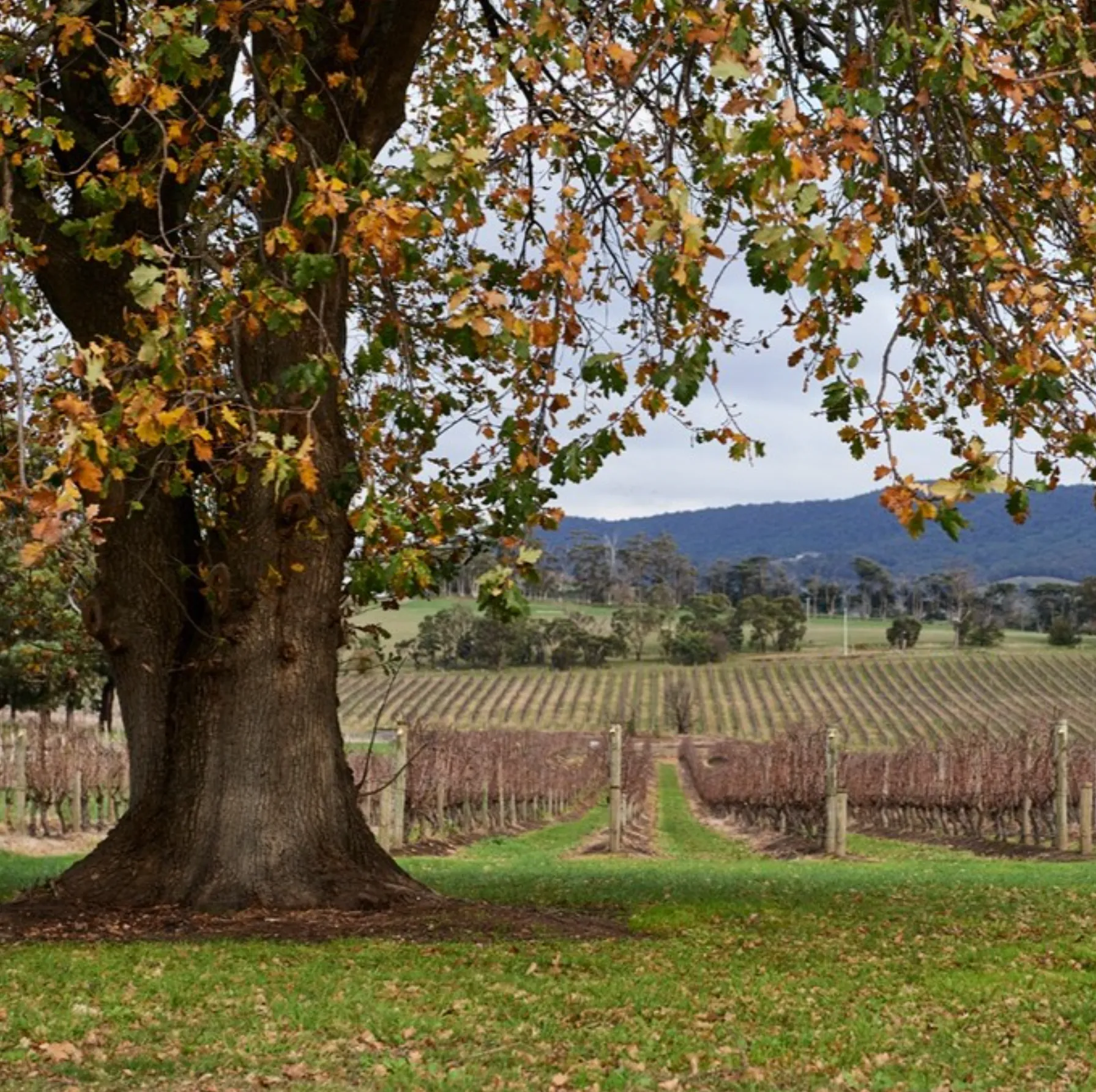 Levantine Hill Estate History