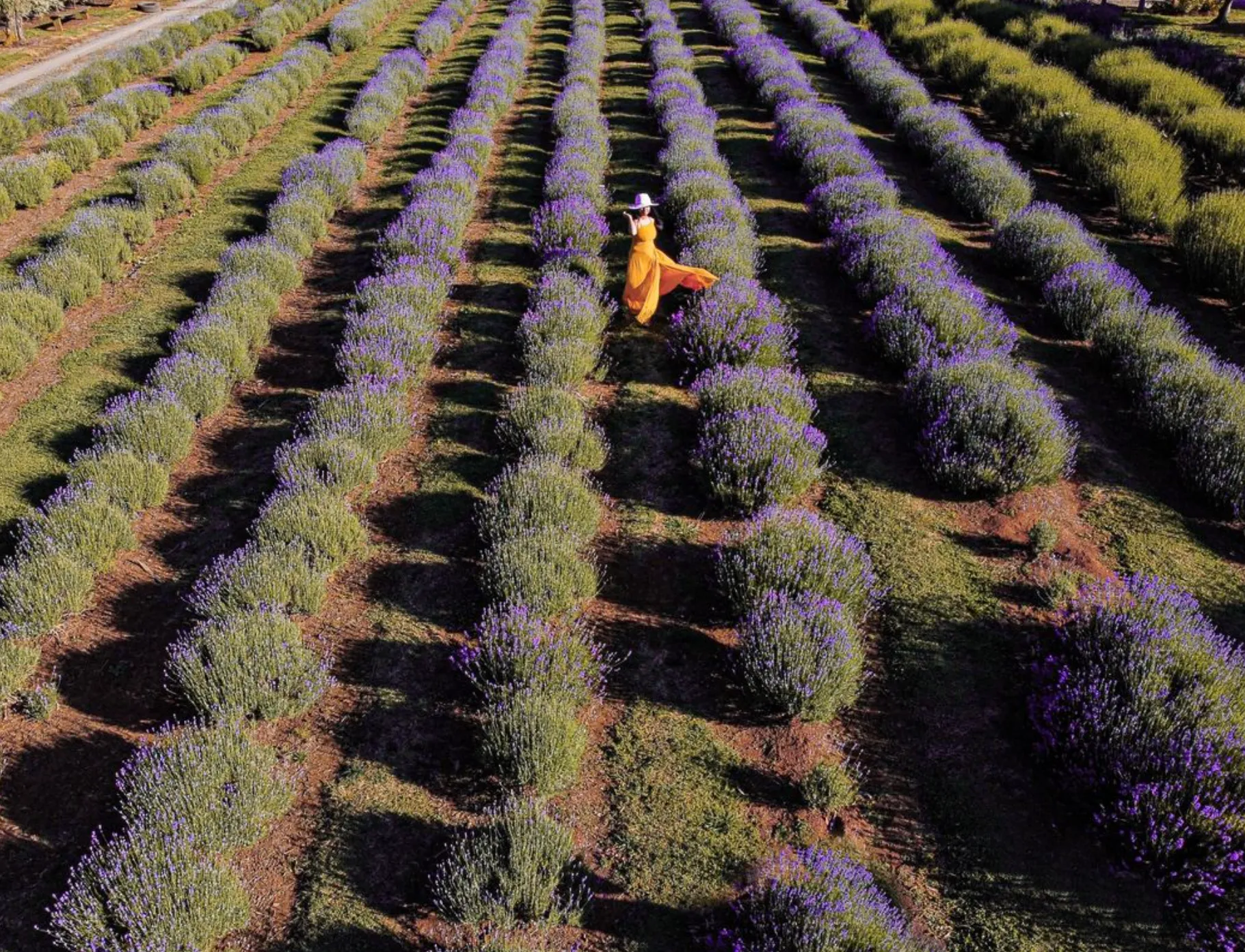 Location Warratina Lavender