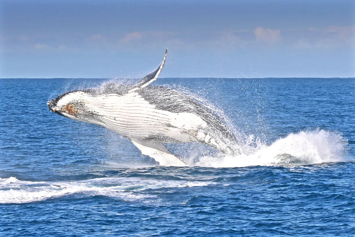 Locations for whale watching