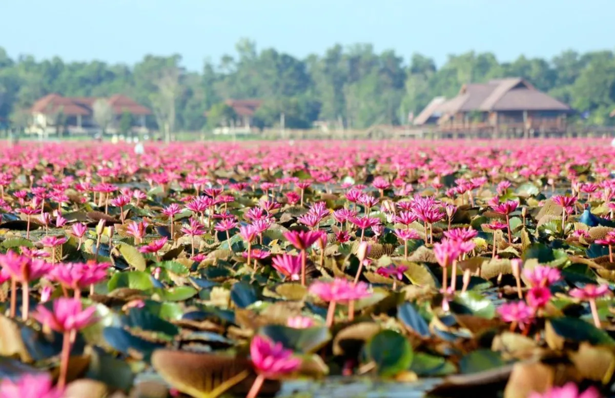 Lotus Wetlands