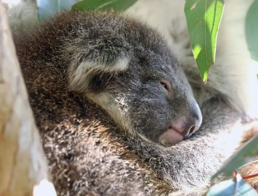 Maru Koala