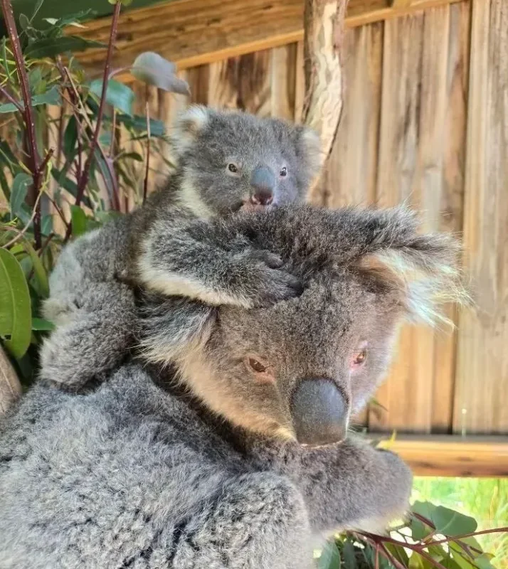 Maru Koala and Animal Park