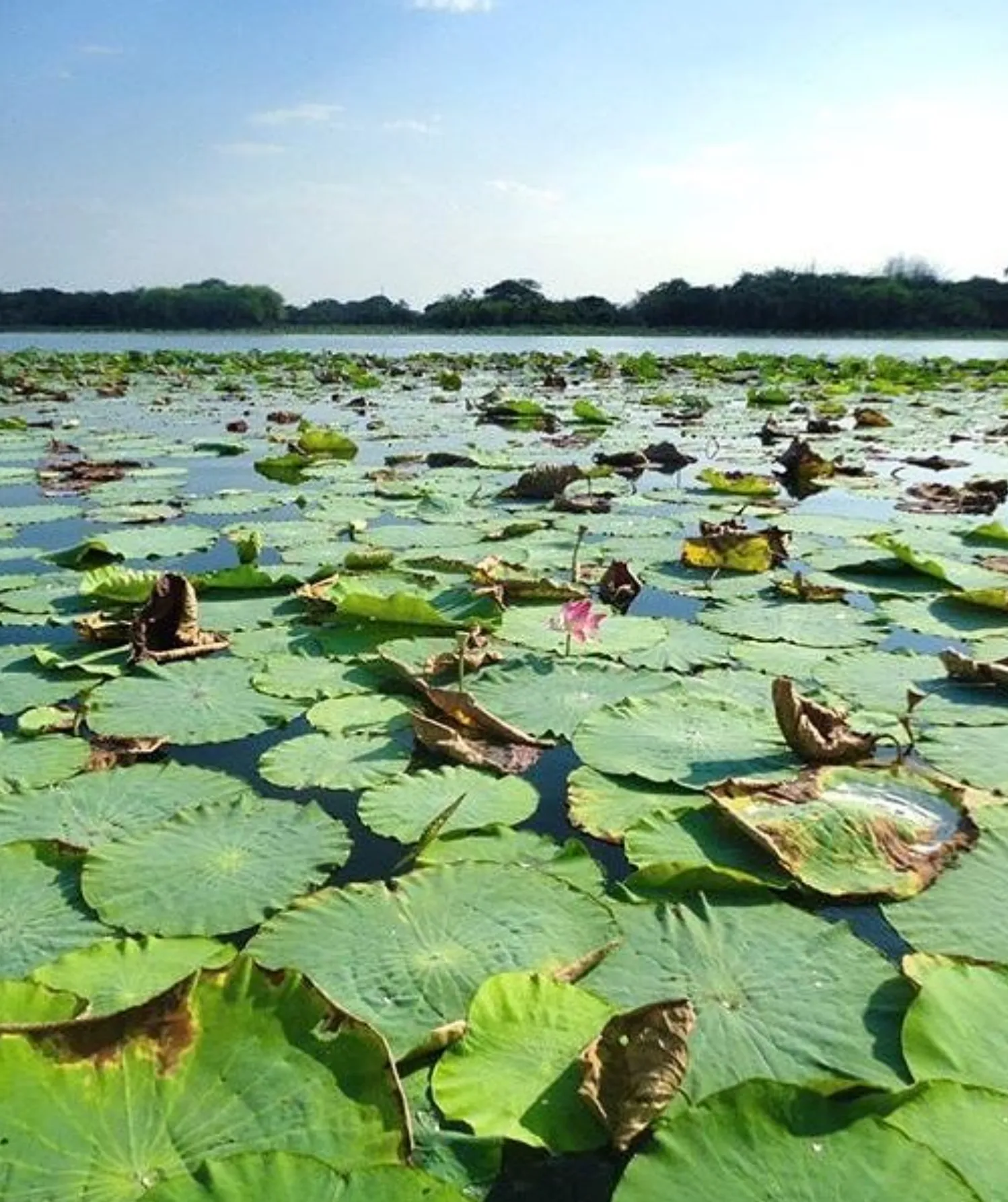 Mary River National Park