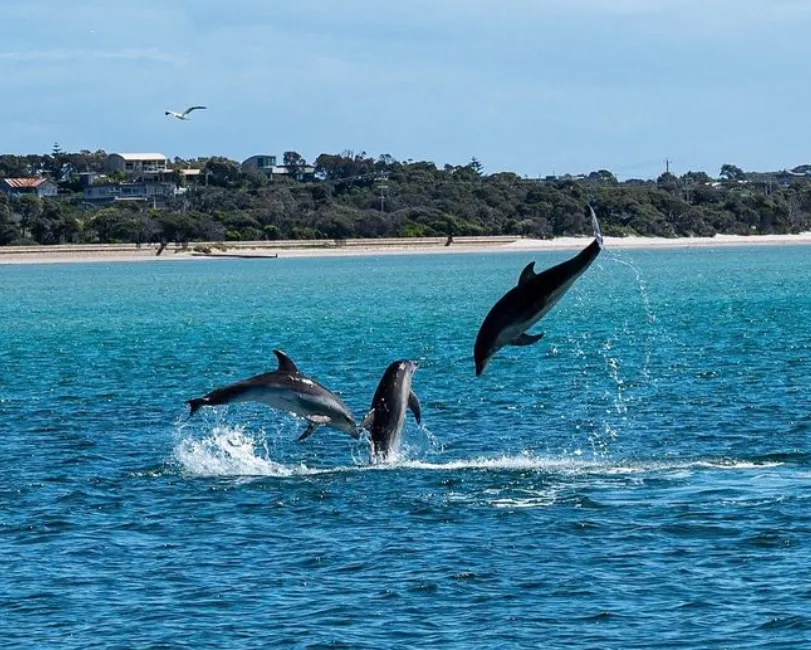 Meet Marine Animals in the Wild