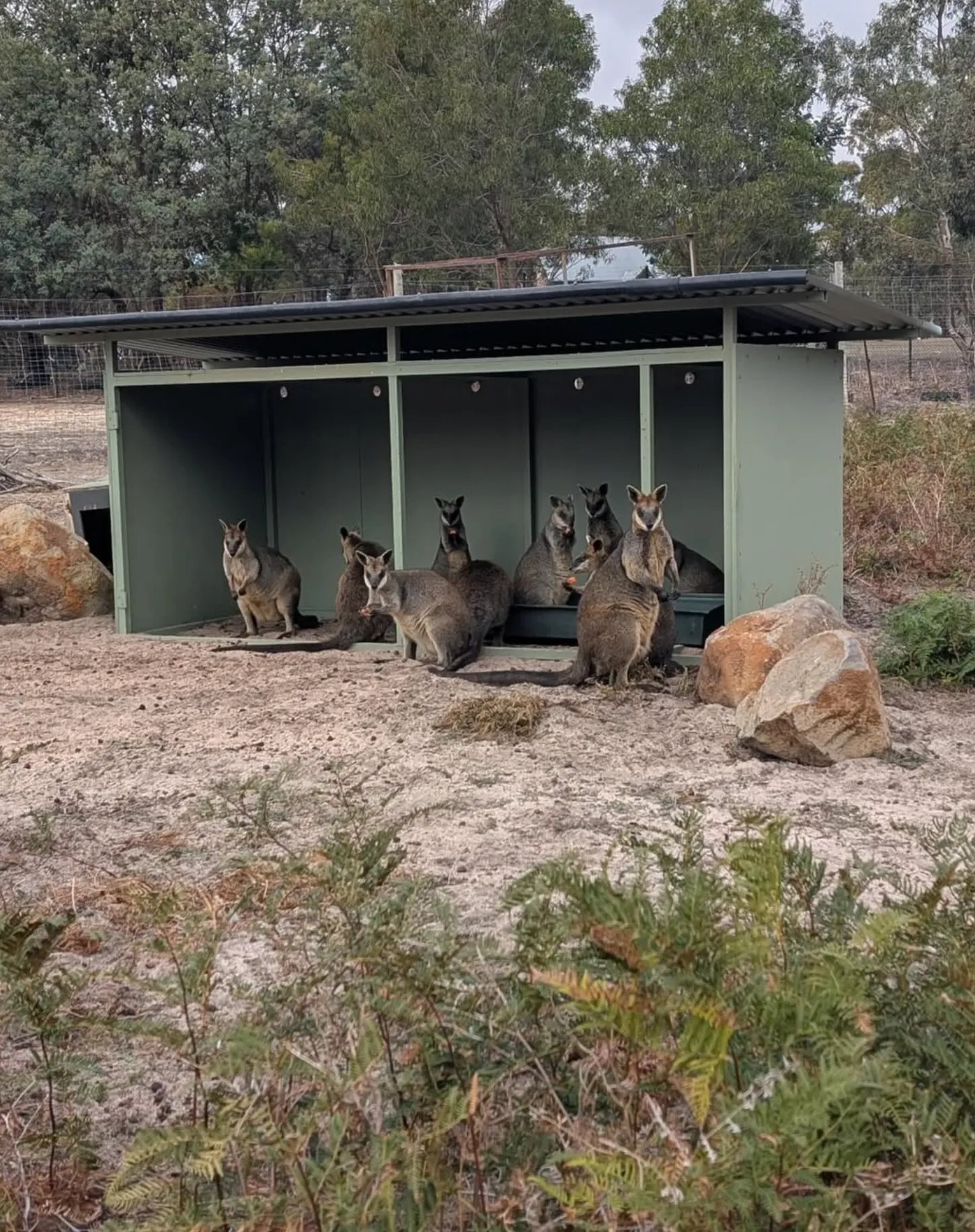 Meet the Animals at Halls Gap Zoo