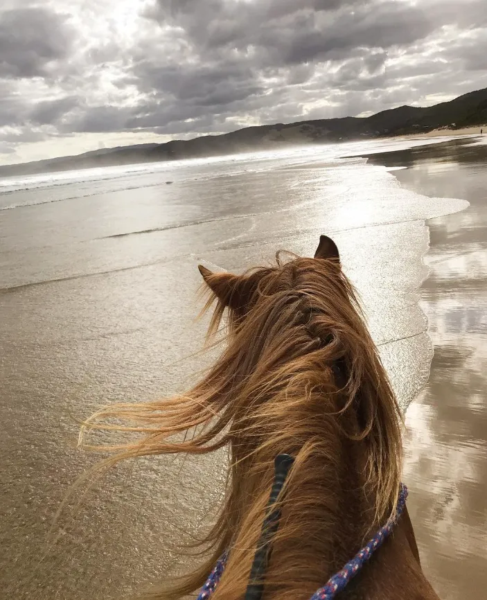 Morning Rides
