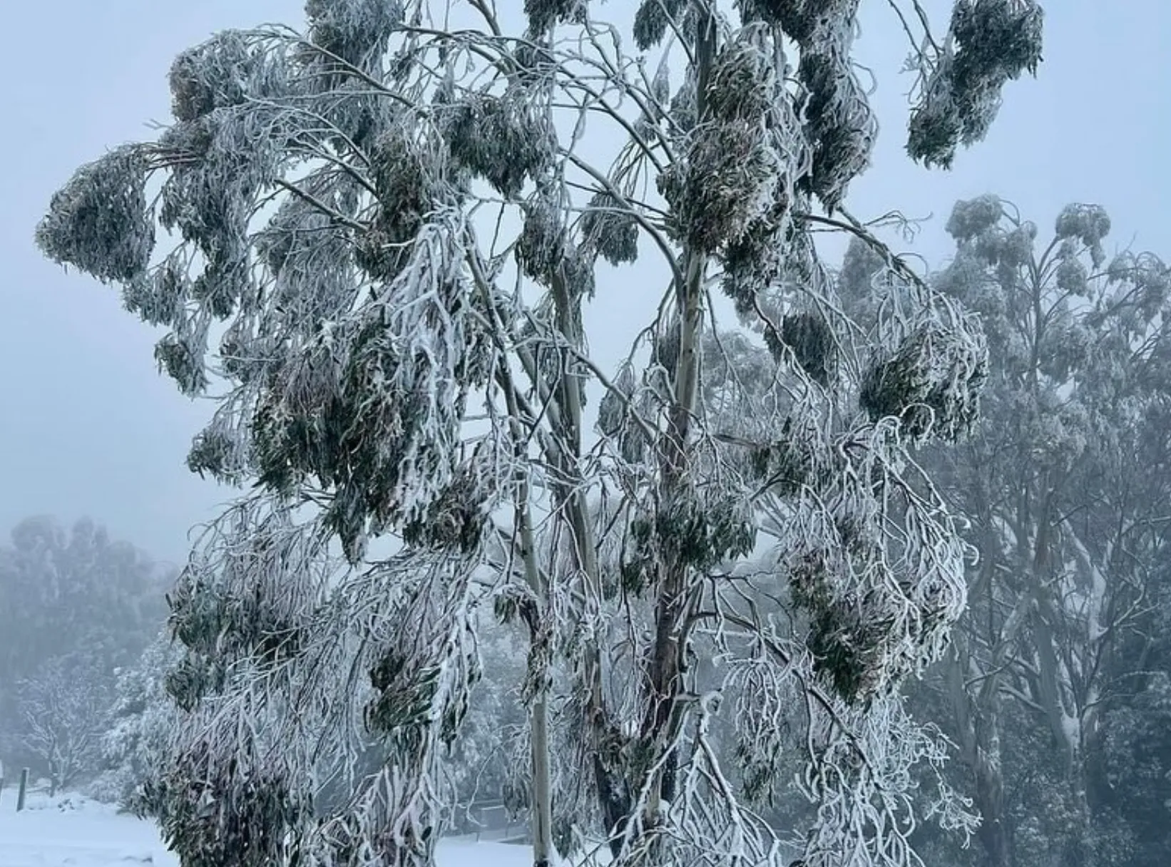 Mount Donna Buang