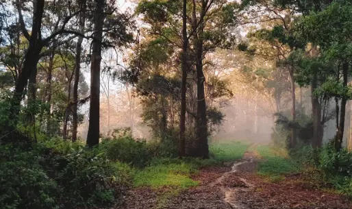 Mount Glorious National Park