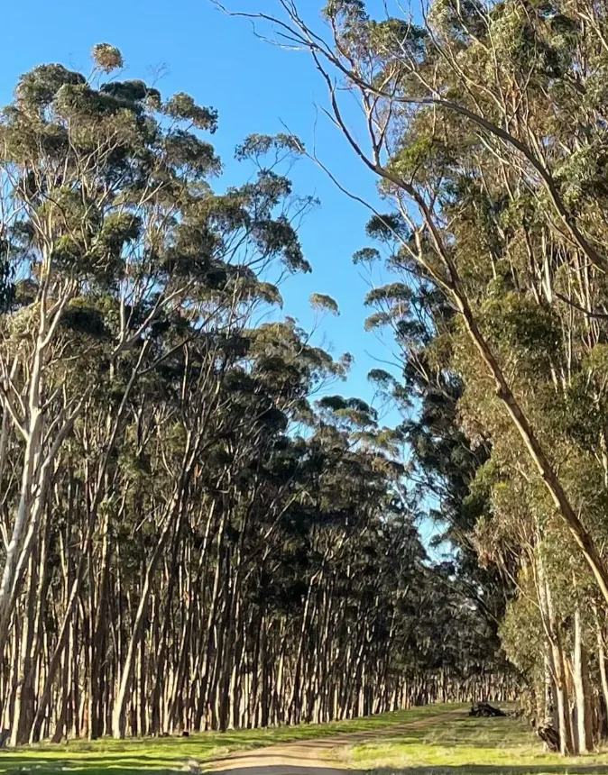Natural Attractions Around Lismore