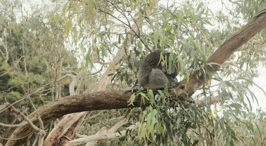 Natural Habitat of Koalas