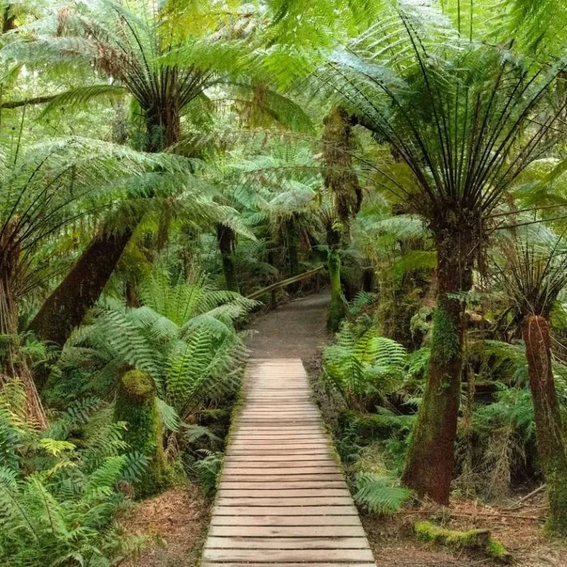 Nature walks at the Otways forest