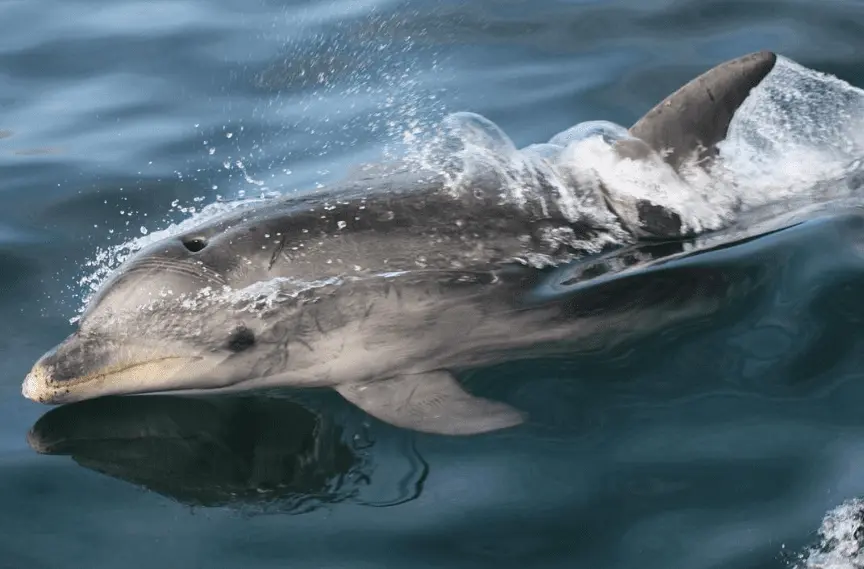 One can swim with dolphins in Sorrento