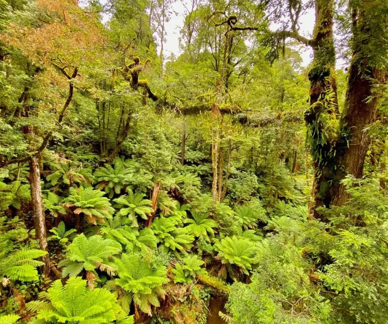 Otway Fly Treetop Adventures
