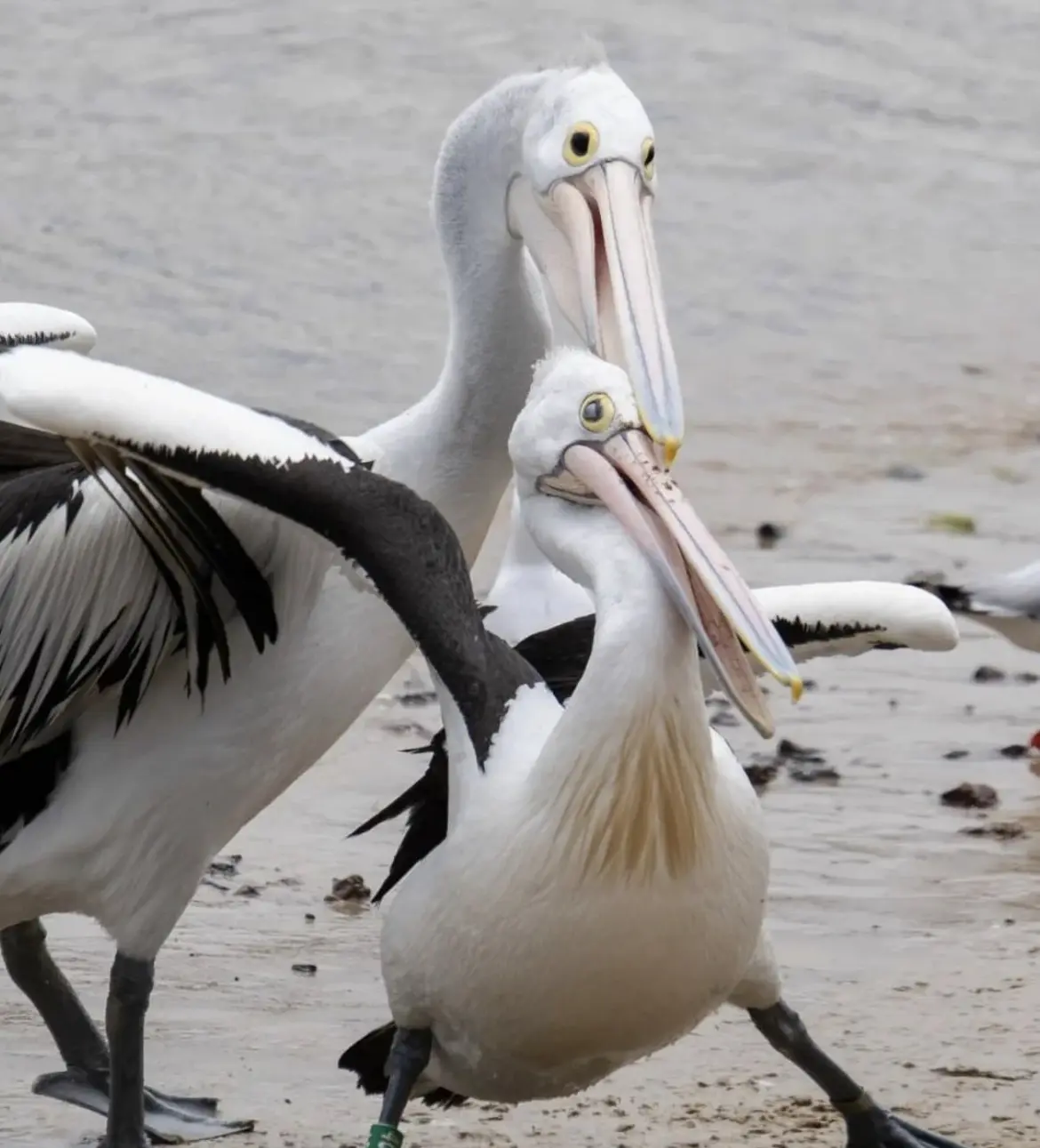 wildlifetours