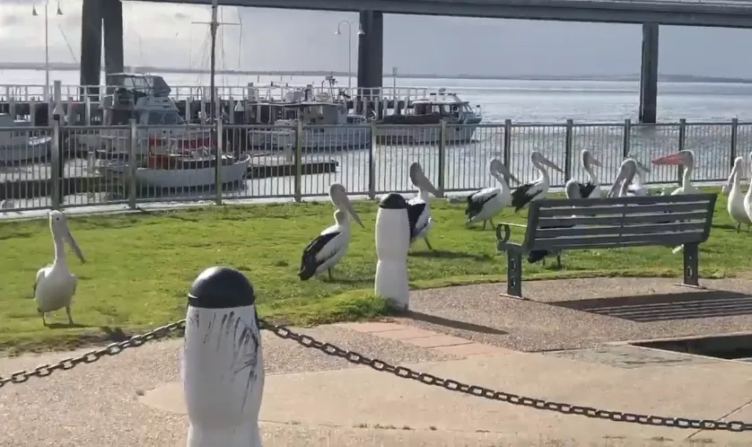 Pelican Feeding