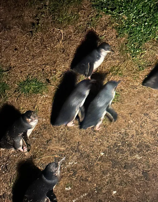 Penguin Parade Nature Parks