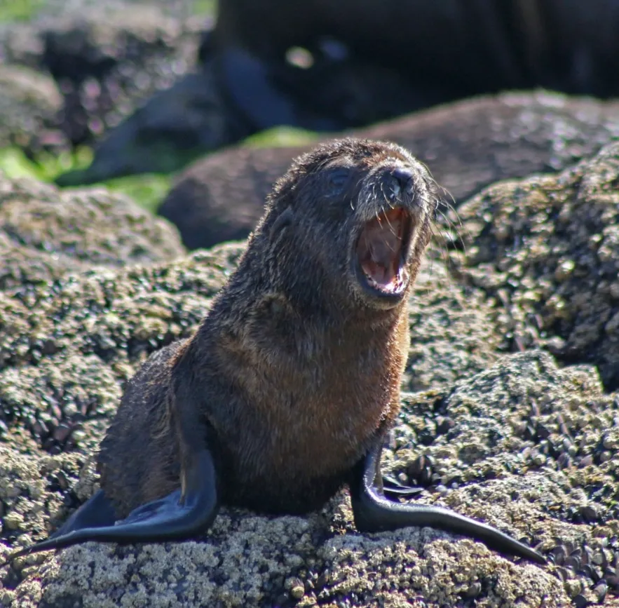 Phillip Island Seal Eco-Cruise
