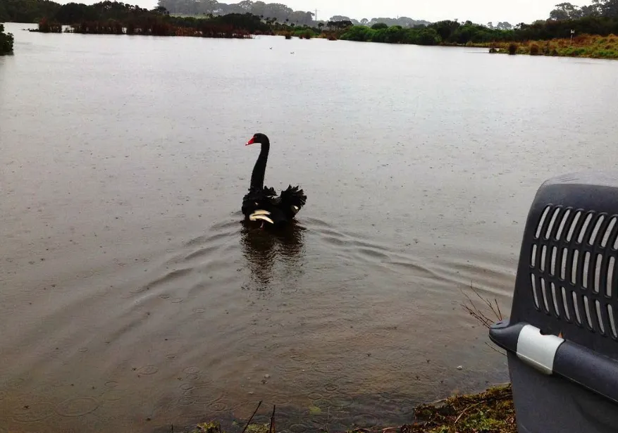 Phillip Island Swan Lake