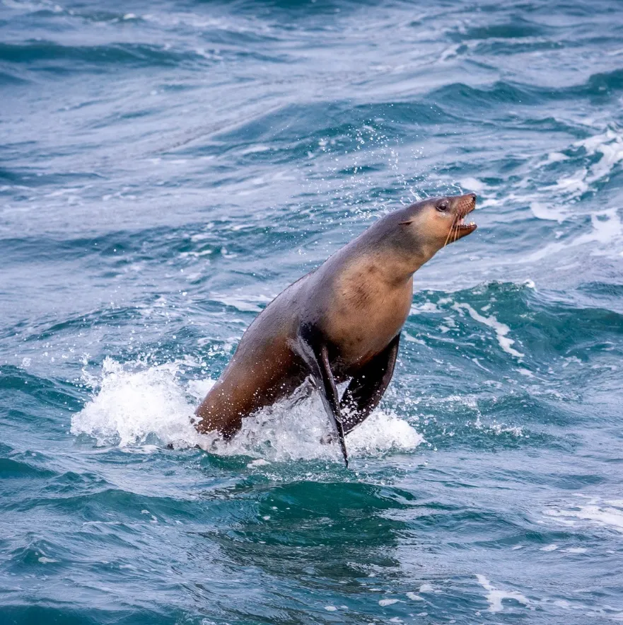 Phillip Island is known for its natural values