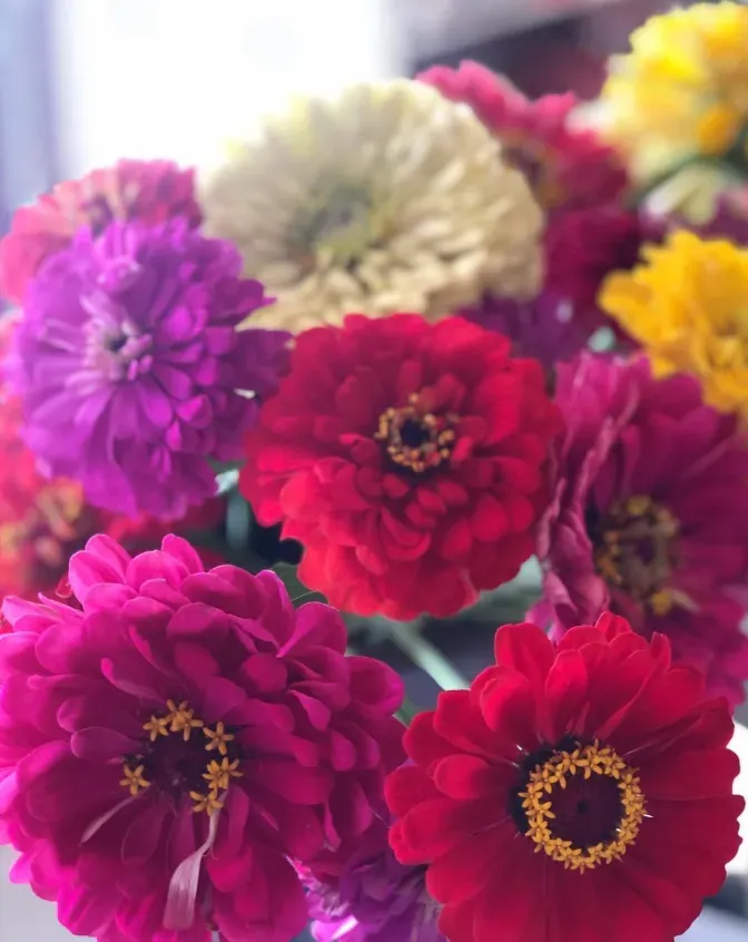 Pick Your Own Flowers at Meadowbrook