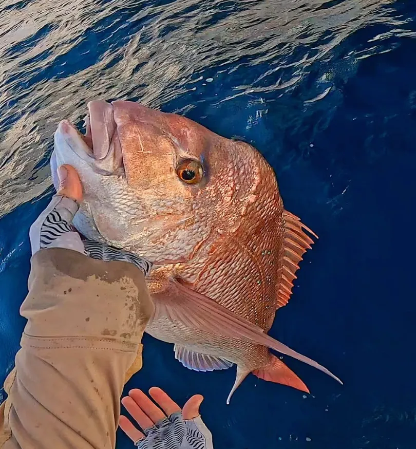 Pinkie Snapper