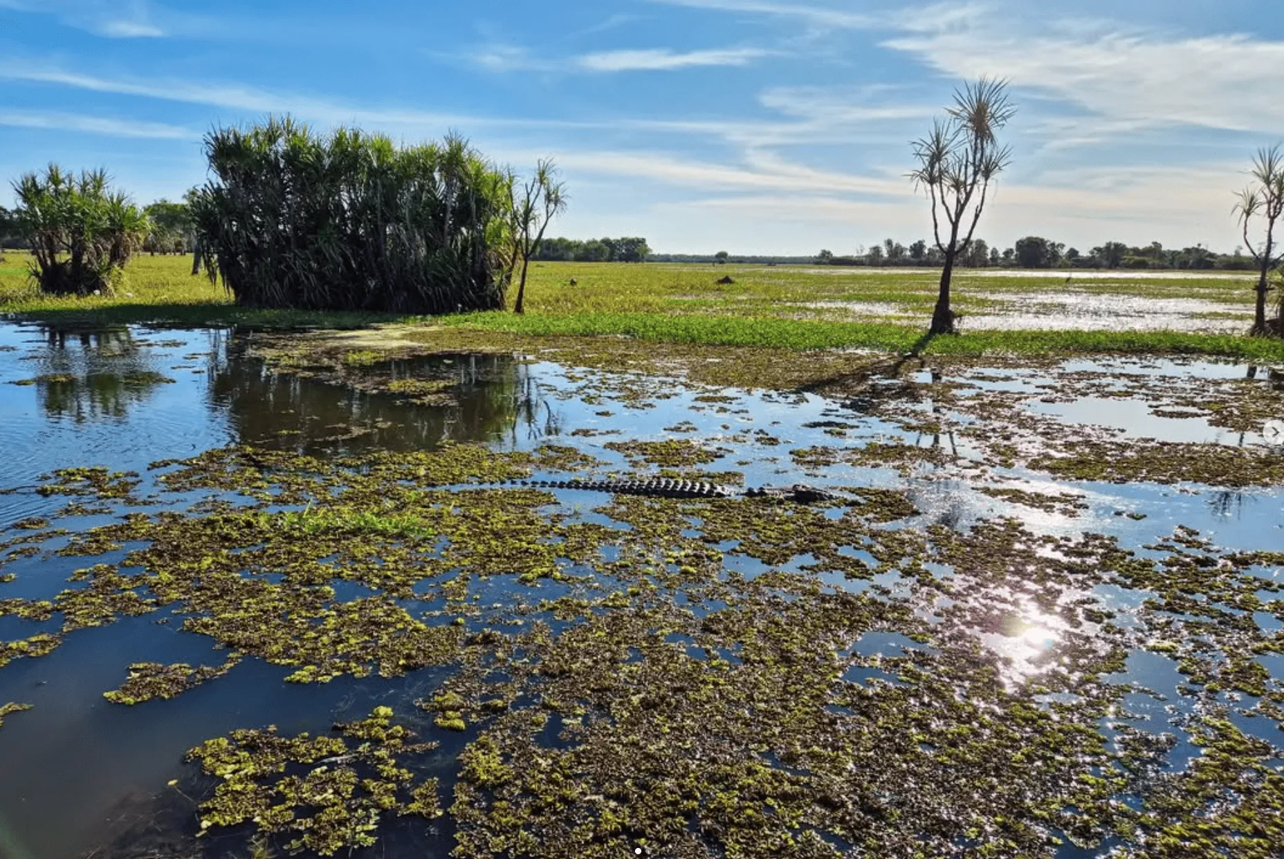 Plants and Animals in Yellow Water
