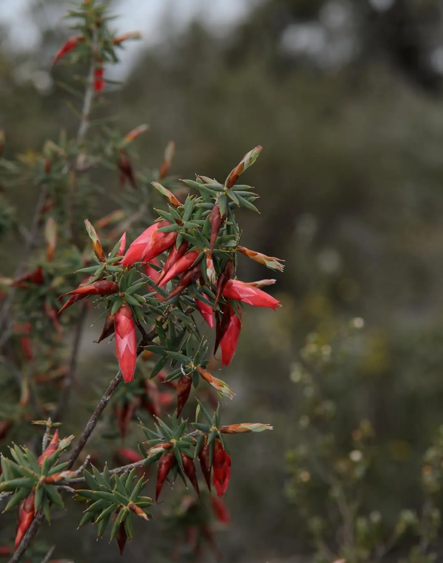 Plants and Animals