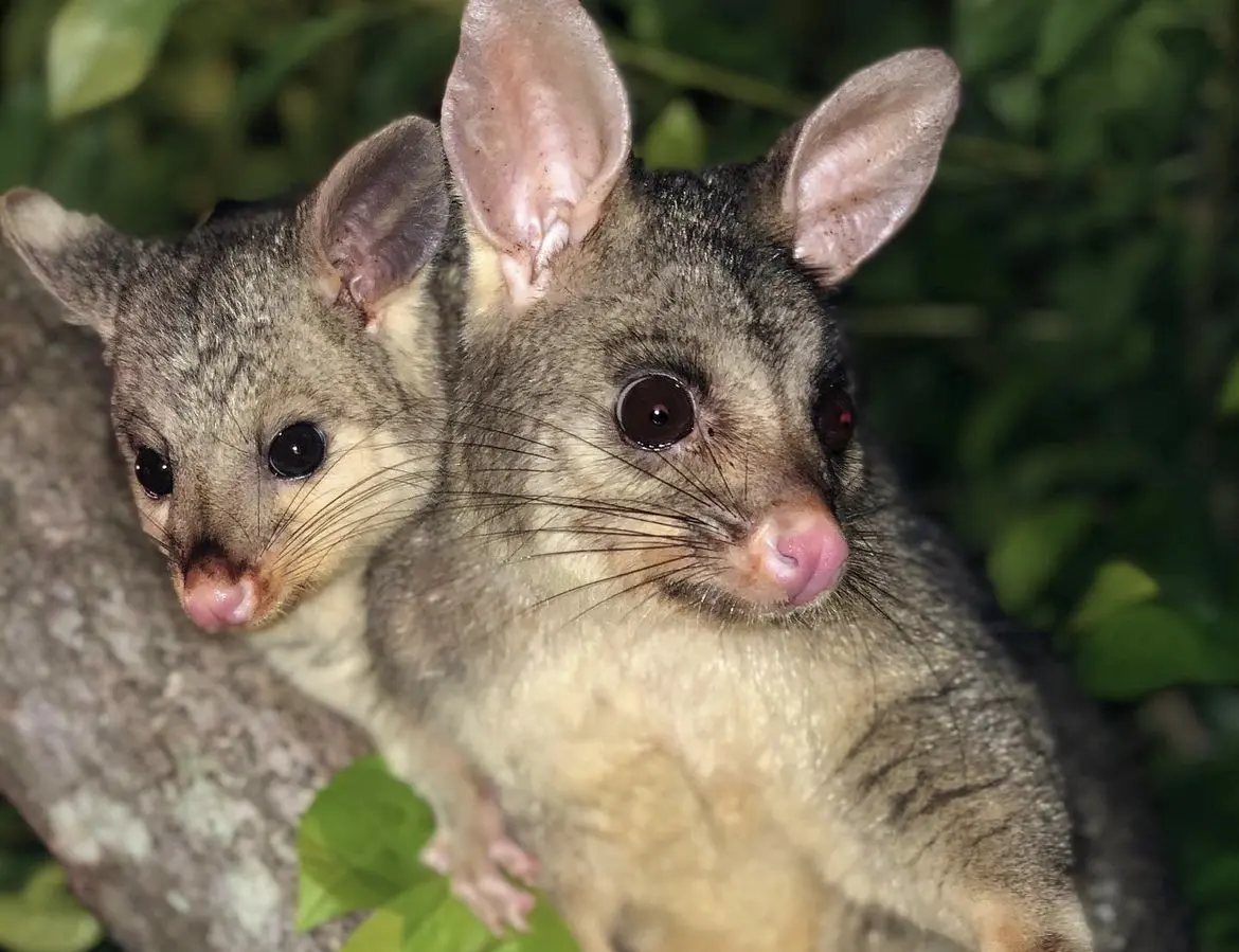 Possums Phillip Island