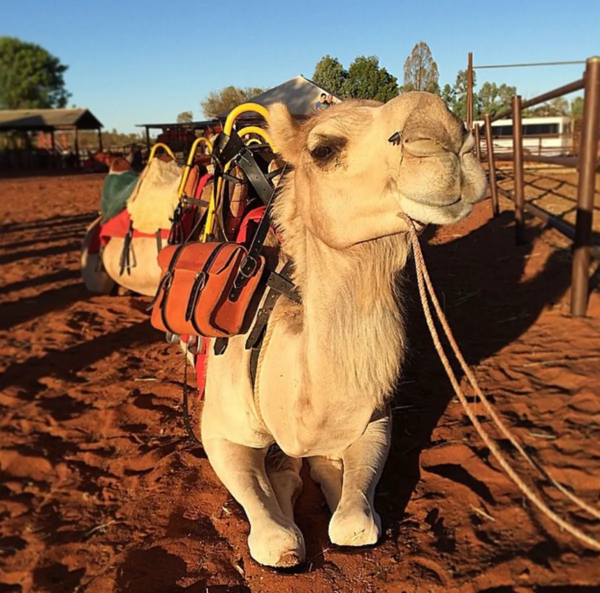 Preparing for the Desert