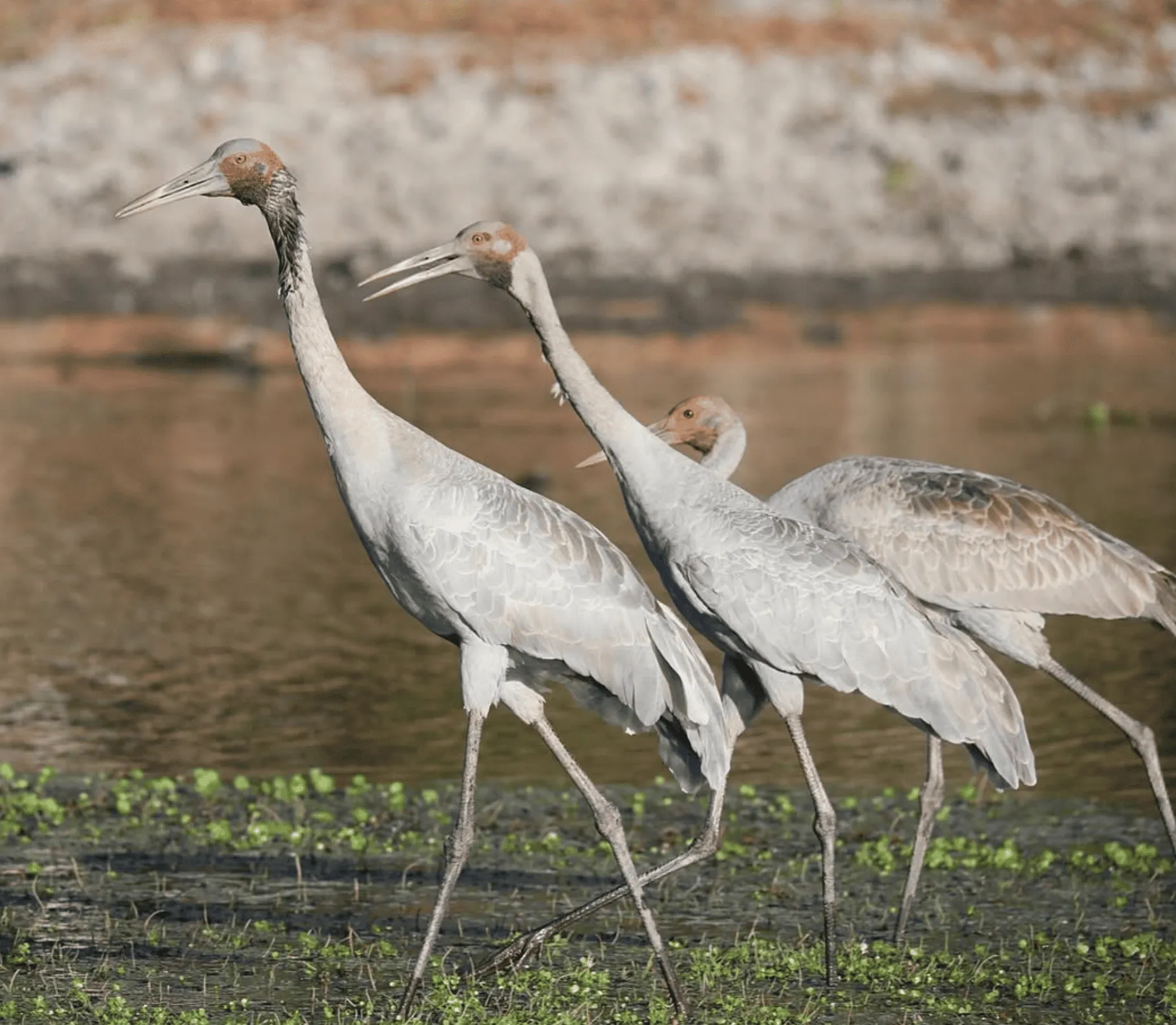 Preserving and Protecting a Healthy Country