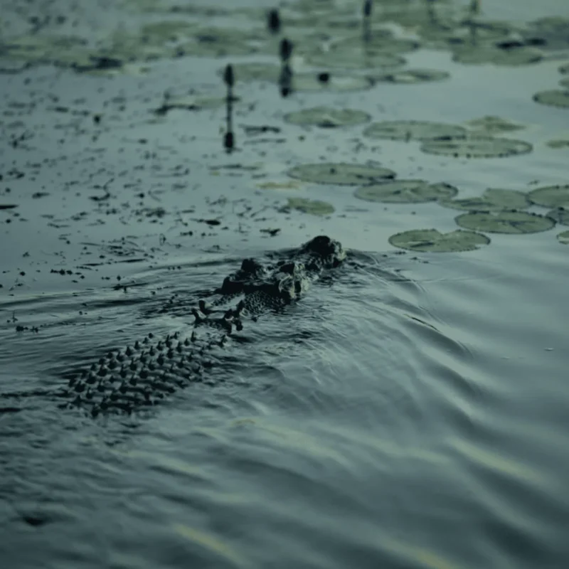 Quick Facts About Saltwater Crocodiles
