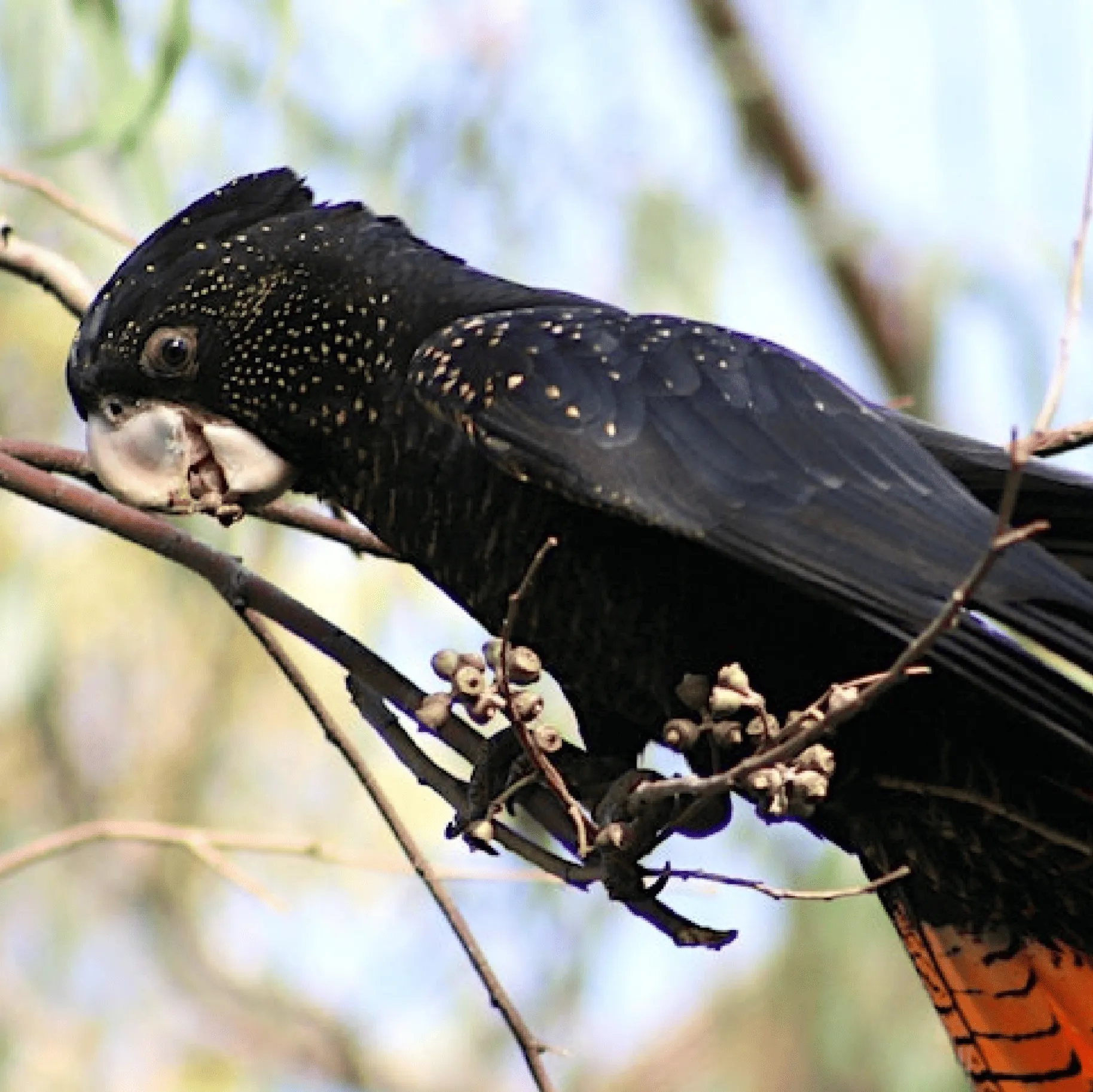 Red-tailed Black Cockatoos