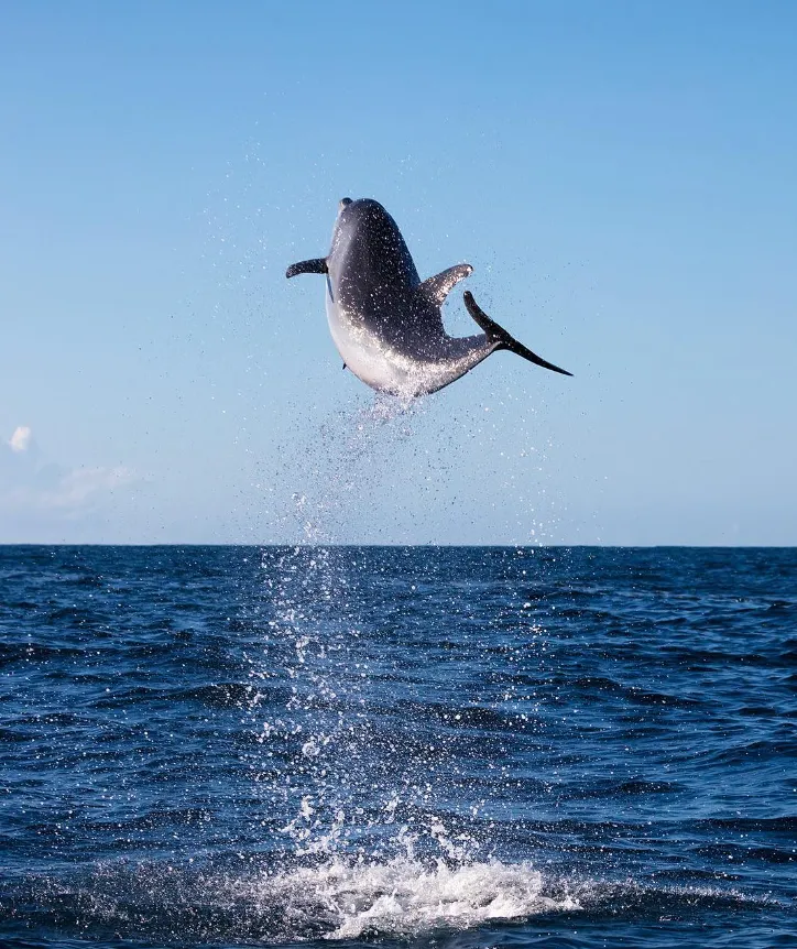 Reserve Your Spot on a Dolphin-Viewing Cruise