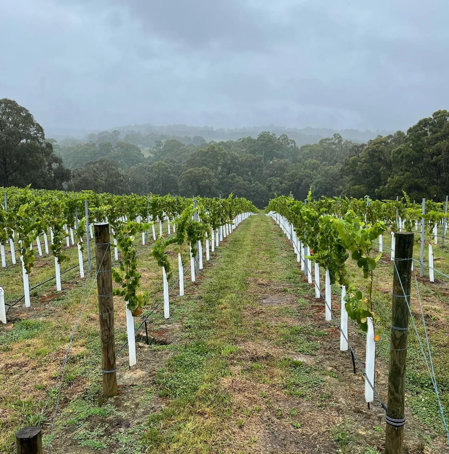 Road Yarra Valley Pinot Noir