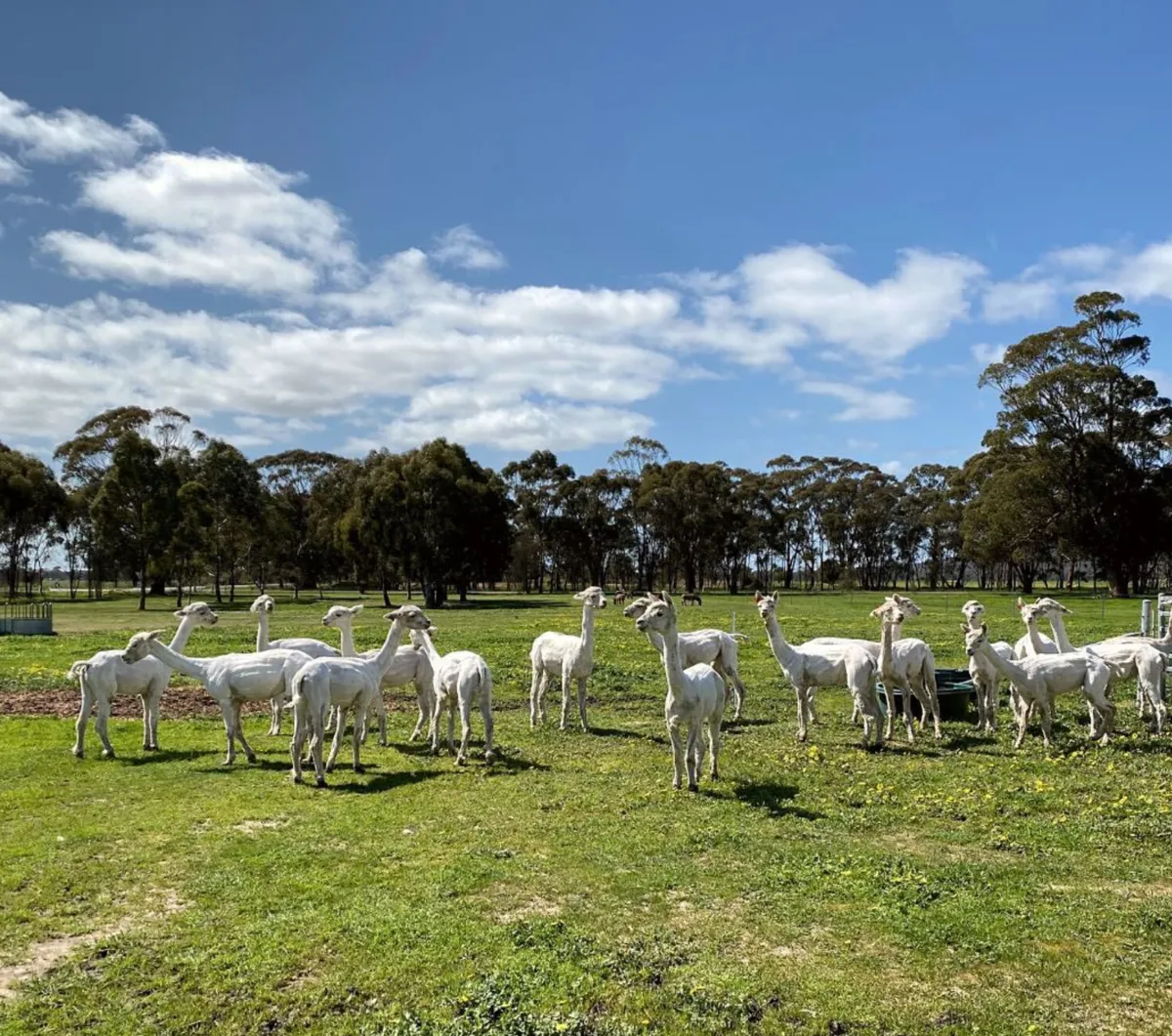 Rosehaven Farms