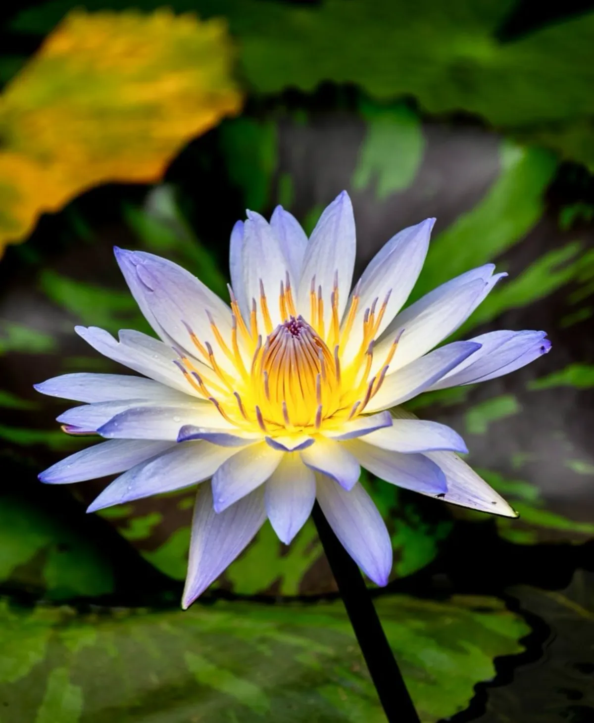Sacred Lotus