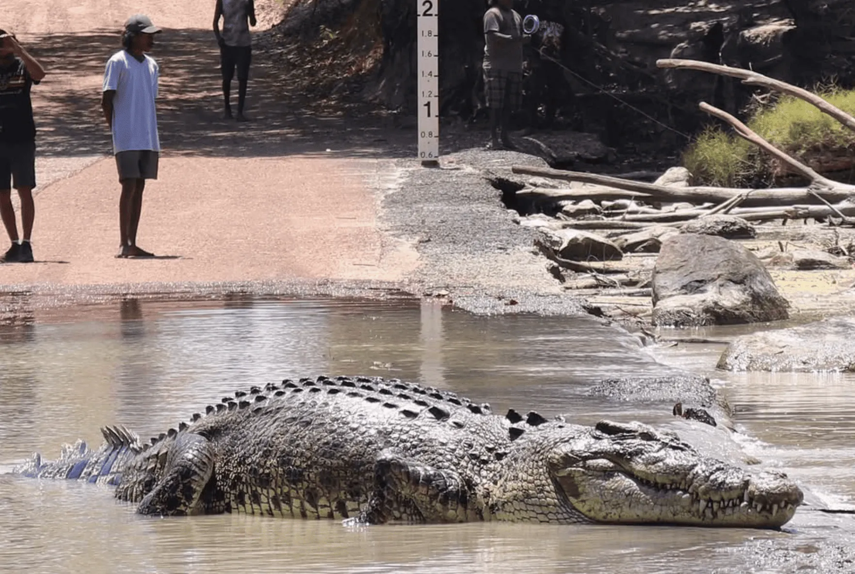 Saltwater Crocodiles