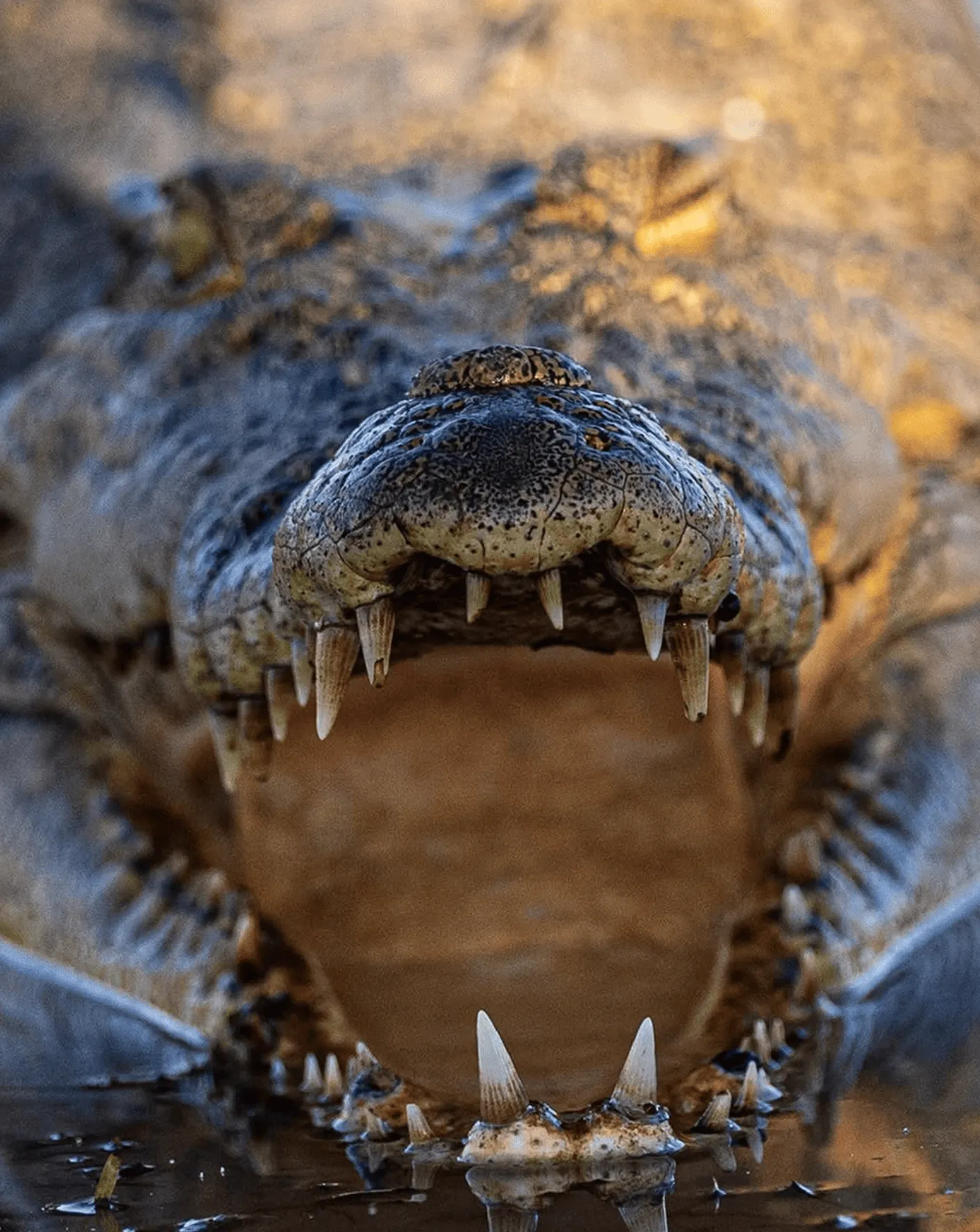 Saltwater crocodiles