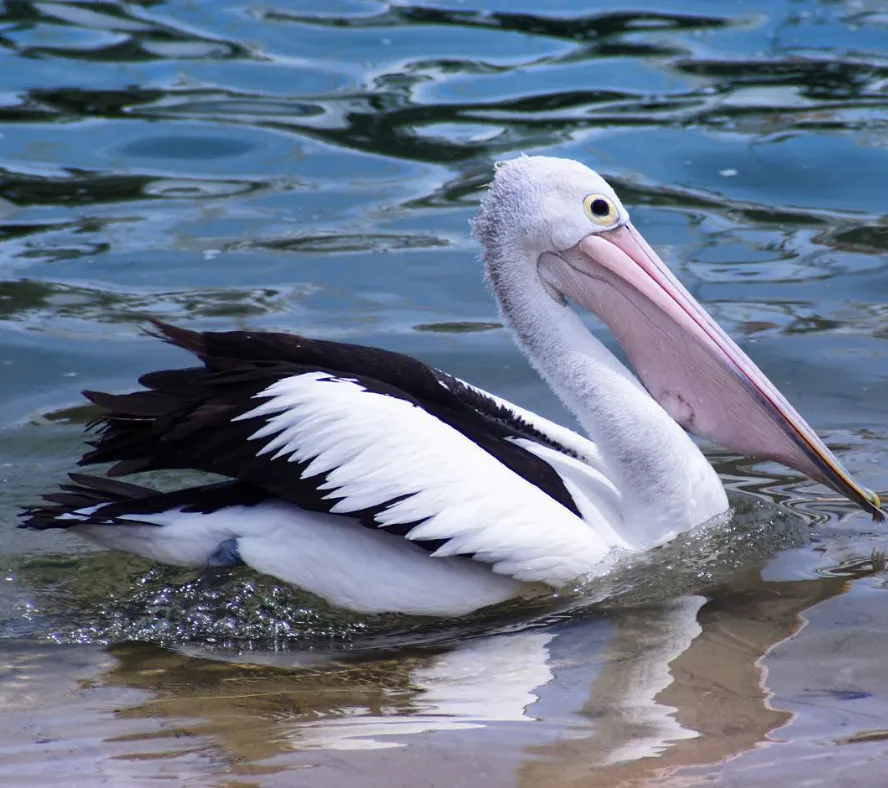 San Remo Pelicans