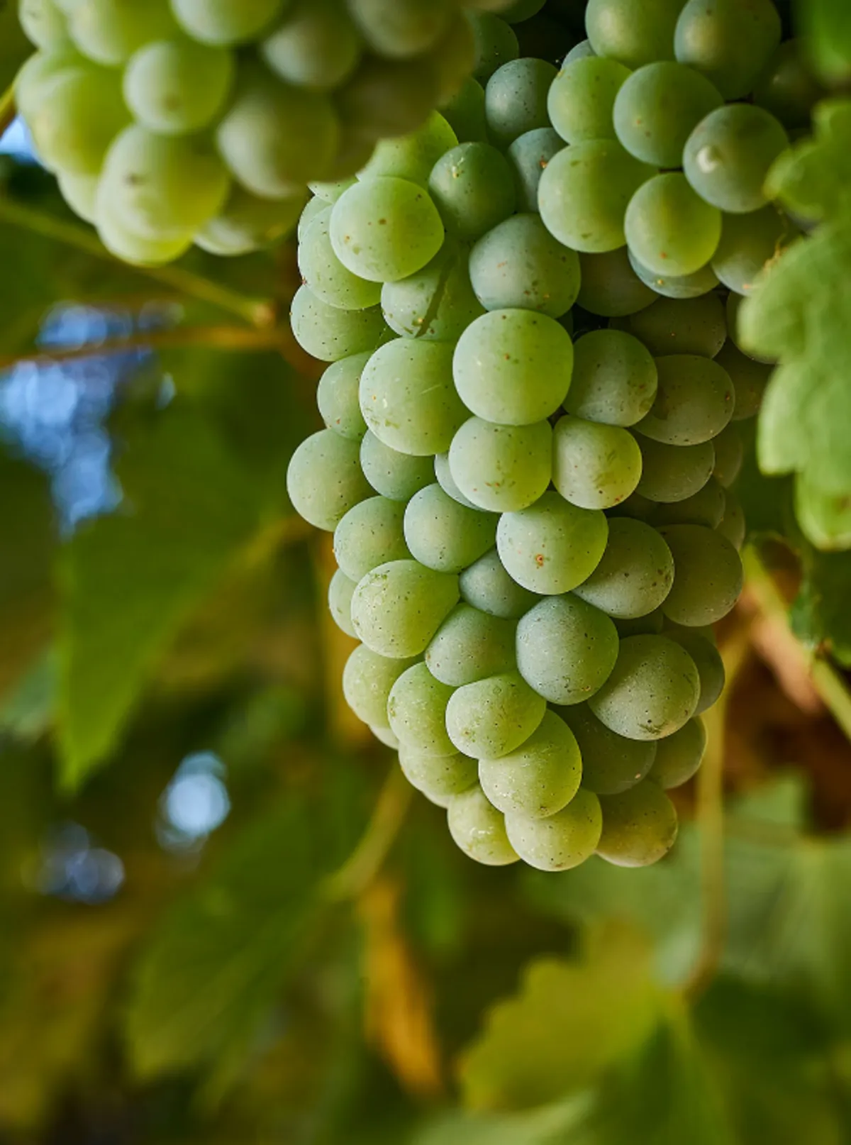 Sauvignon Blanc