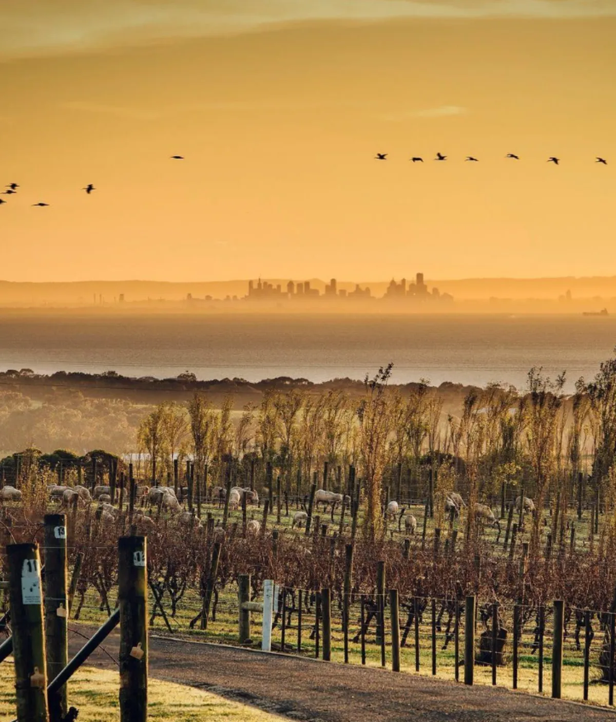 Scotchmans Hill Winery