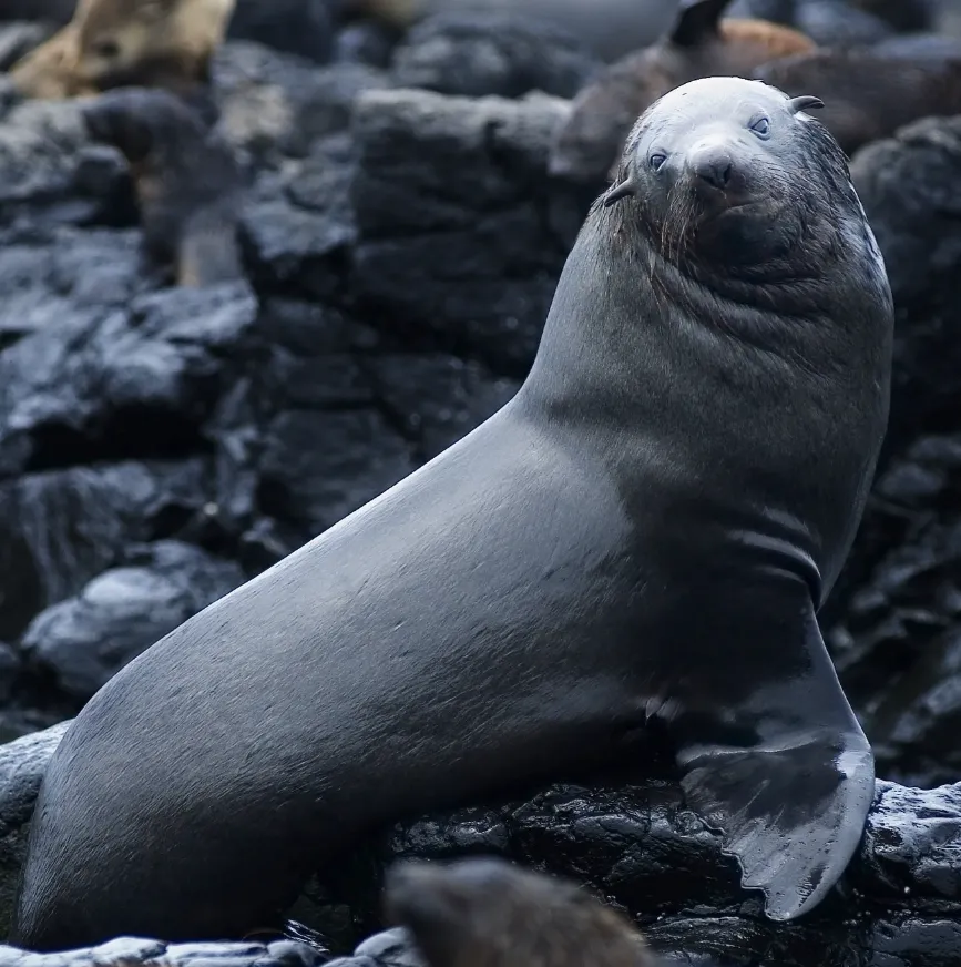 Seal Rocks