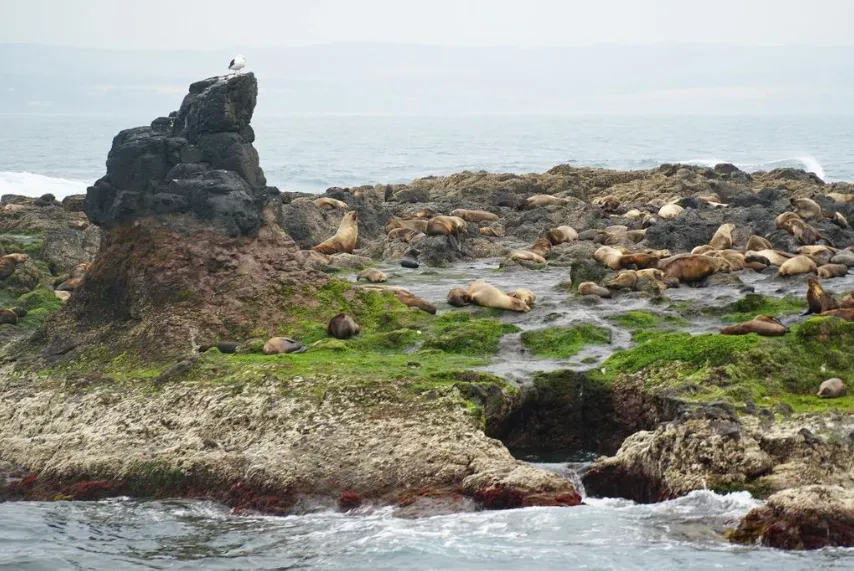Seal Rocks
