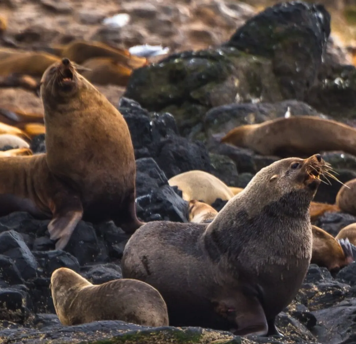 Seal Rocks