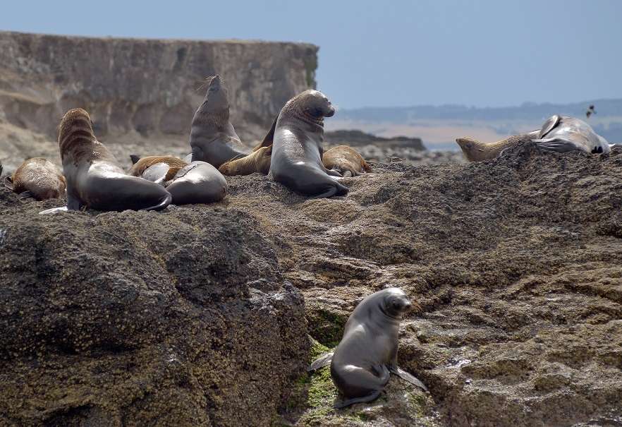 philip island things to do