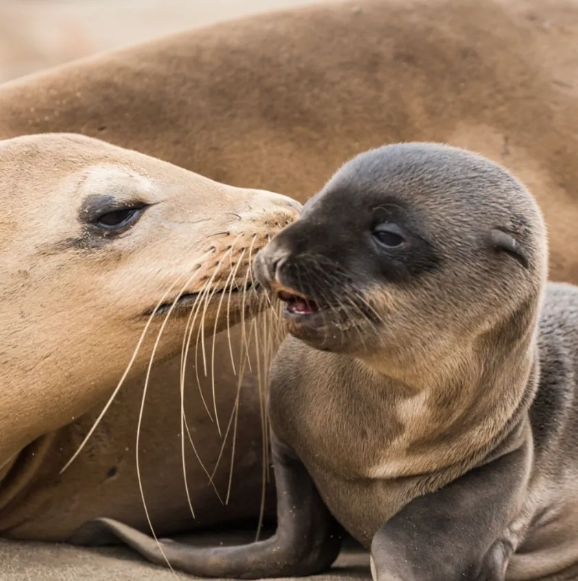 Seal Tours